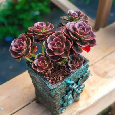 Echeveria Melaco/ Burgundy Pearls *cutting* 4cm diameter  succulent plant  - Image 1 of 4