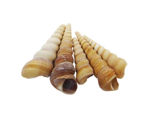 Conchiglie Turritella Kg 1 - Imagen 1 de 1