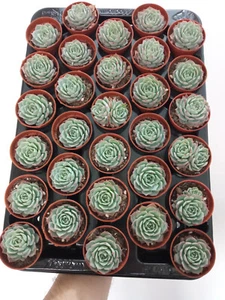 Echeveria Secunda Pianta Succulenta Radice Vaso 5 Cm - Zdjęcie 1 z 4