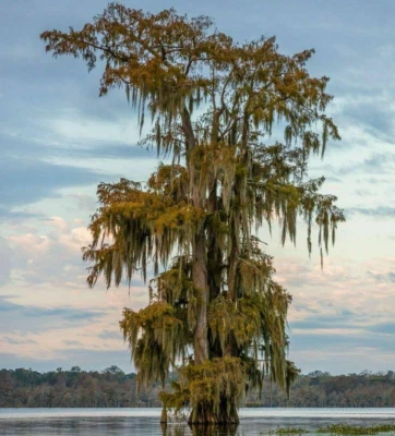 Ciprés calvo - Planta viva en maceta de cuarto de galón (18-24" de alto) Foto 1 de 4