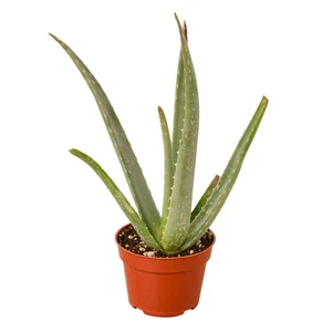 Aloe Vera - Imagen 1 de 8