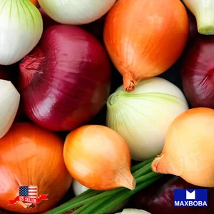 Fresh!! Onion Seeds Non-GMO Heirloom Vegetable - Picture 1 of 25