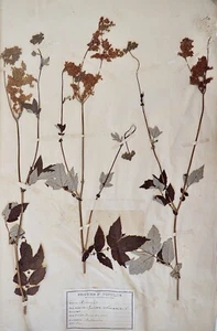 Botanique - Planche Herbier XIXe - Plantes séchées - Reine des près - Imagen 1 de 3