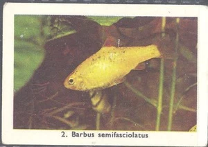 Rizla (NL) - Exotic Aquarium Fish, Series 1 - 2 - Golden Barb - Picture 1 of 2