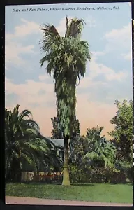 Willows, California - Date and Fan Palms - Phineus Street Residence - Non pubblicato - Foto 1 di 2