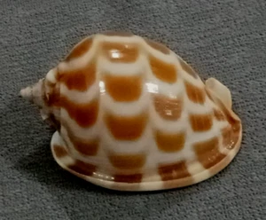 Phalium Areola Agnitum 56.5 mm GEM UNUSUAL dark pattern WOW !! - Picture 1 of 10