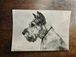 CARTOLINA PINSCHER SCHNAUZER - Picture 1 of 2