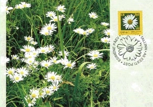 Maxicard of ESTONIA 2007 - The Oxeye Daisy - Bild 1 von 2