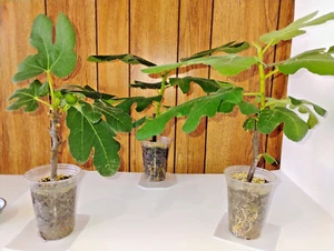 3 Black Malta Fig Trees: 3 Healthy Cultivar 9"-14" H. & 6"-9" W. Ficus Carica - Picture 1 of 7