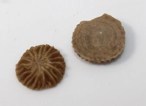 Korallen, Microcyclus clypeatus, Devon, Givet, Gondelsheim, Eifel, BRD -a339 - Bild 1 von 6