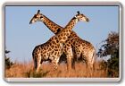 Réfrigérateur Aimant - Girafe - Grand - Afrique Safari Nature Vie Sauvage