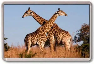 FRIDGE MAGNET - GIRAFFE - Large - Africa Safari Nature Wildlife - Picture 1 of 1