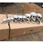 Halloween  Artificial Skull Head Model Skull Bone Scary Horror Skele Hf