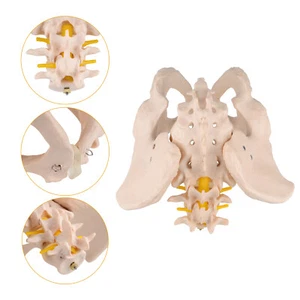 Lebensgröße weibliches Becken anatomisches Modell mit 2 Stck. Lendenwirbelsäule Wirbelsäule Modell - Bild 1 von 12