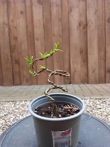 Bonsai, Drachenweide, Salix udensis, Sekka, ca. 14 cm, Pre Bonsai, gedrahtet - Bild 1 von 3