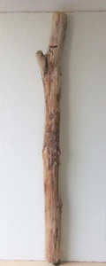 Treibholz Schwemmholz Driftwood  1 MEGA  Stamm Dekoration Basteln  152 cm - Bild 1 von 10