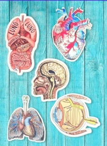 Anatomy Stickers Study Guide Stickers Medical Stickers - Picture 1 of 6