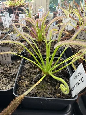 Semillas de Drosera Capensis 'Albino' 100+ semillas carnívoras de rocío solar Foto 1 de 3