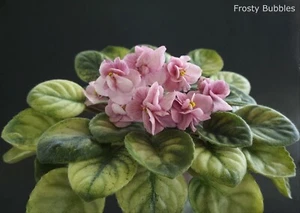 Frosty Bubbles  2 Blätter/2 leaf African Violet Usambaraveilchen - Bild 1 von 1