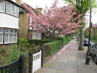 Photo 6x4 Cherry blossom in Princes Gardens Ealing c2010