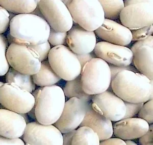 WHITE KAUNCH SEEDS - MACUNA PRURIENS - KAPIKACHHU - DOOLAGUNDI - COWITCH - Picture 1 of 2