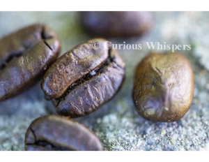 Photograph - "Coffee Time" - FREE SHIPPING - Picture 1 of 1