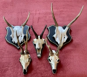 Geweihe 5 Stück Jagdtrophäe-Gams-Rehgeweih-Spießer. - Bild 1 von 7