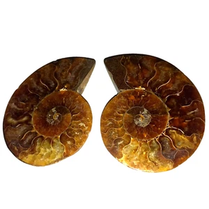 1a Cleoniceras Paar Poliert Ammonit Madagaskar Ammoniten 9 cm Fossil Spirale - Bild 1 von 1