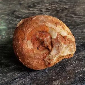 66 GR AMAZING FOSSIL PERMIAN AMMONITE CALCITE CRYSTAL TIMOR - Picture 1 of 5
