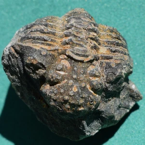 Rare Trilobite. Malvinella buddeae. Devonian Fossil. Bolivia, South America - Picture 1 of 16