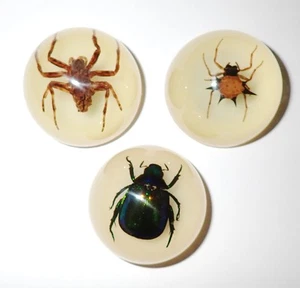 3 Magnet Resin Dome 38 mm Colorful Scarab Beetle + Ghost & Spiny Spider Glow - Picture 1 of 10