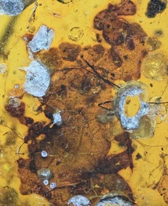 Interesting Botanical inclusion, Fossil insect inclusion in Burmese Amber - Picture 1 of 3