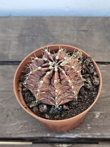 🆔️ Gymnocalycium Mihanovichii 8,5 cm Pot Rooted Cactus plant - Imagen 1 de 2
