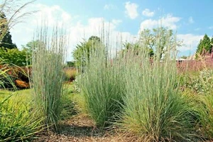 1000 Big Bluestem Seeds American Native Prairie Grass Andropogon gerardii - Picture 1 of 7