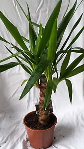 Yucca-Palme (Yucca elephantipes) 40/50cm - Bild 1 von 1