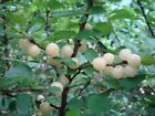 1 Nanking White sweet bush cherry rooted plant. Zones 2-7. IAN JULES