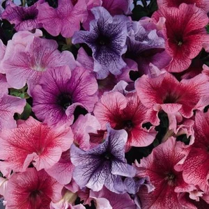 Petunia Daddy Mixed F1 Kings Quality Pack Flower Seeds - Picture 1 of 1