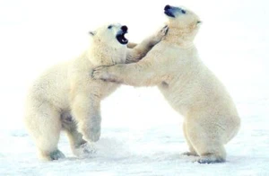 Foto Cartolina Orso Polare Animale - Condizioni Nuove B1 - Foto 1 di 1