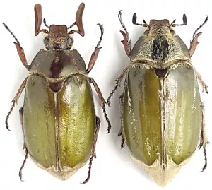 Scarabaeidae Melolonthinae Melolontha virescens Bhutan - Foto 1 di 1