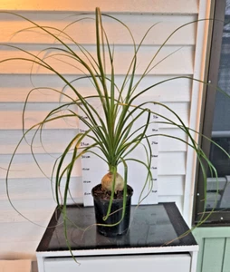 1 Ponytail palm Plant BIG babies Size about 60cm tall - Picture 1 of 4
