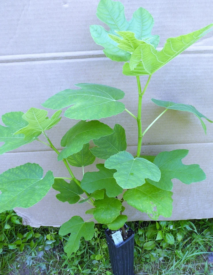 Higuera 'cuello largo amarillo' Foto 1 de 1