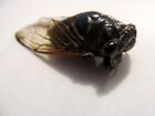 Cicadetta sp. from Philippines Taxidermy REAL Insect