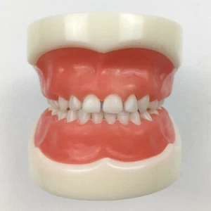 Dental Child Teeth Model Teeth Jaw Models for Dental Teaching - A3 Color Type - Picture 1 of 5