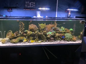 meerwasseraquarium komplett gebraucht - Bild 1 von 15