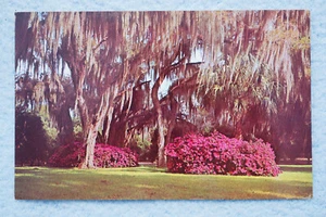 Azaleas - Parque de Invierno, Florida - Imagen 1 de 2