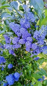 Blueblossom, Ceanothus Thyrsiflorus - 20 Seeds 2025 - USA - Picture 1 of 8