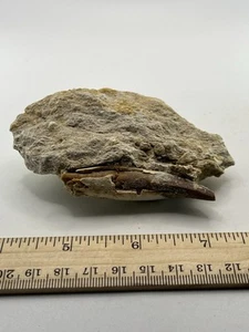 PAPPOCETUS RARE 44 Mi Yrs 2.5” SC 314 - Picture 1 of 6