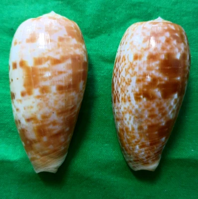 Conus bullatus #M0938 Philippines 60/63mm - Image 1 of 4