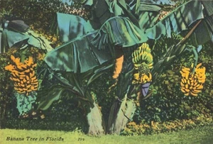 Árboles de plátano con grandes tallos de plátanos en Florida, postal vintage - Imagen 1 de 2