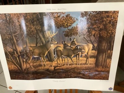 Póster de vida silvestre Schmidt Beer de colección  Foto 1 de 4